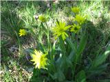 Divjakovški grint (Senecio doronicum)